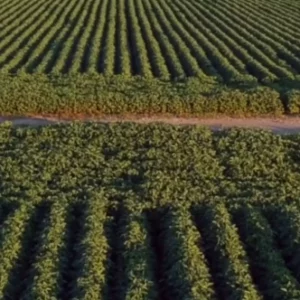 The Deadly Truth About Roundup: Cancer, Lawsuits, and a $10 Billion Settlement